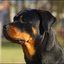 58 - rottweilers