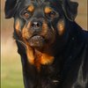 64 - rottweilers
