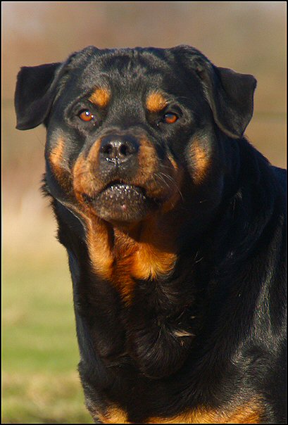 64 rottweilers