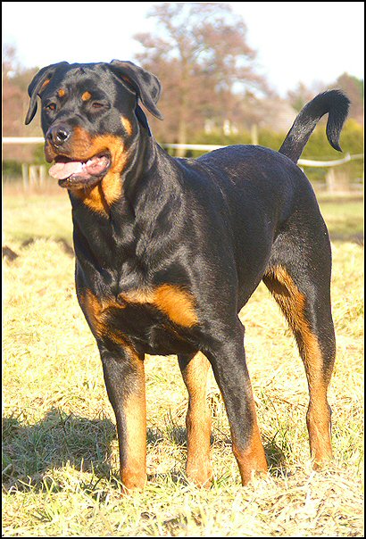 10 rottweilers