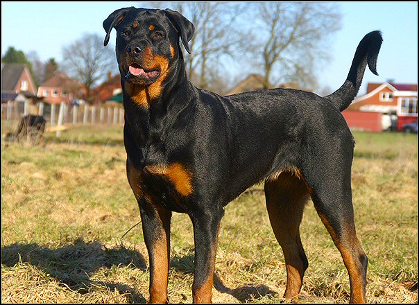 14 rottweilers