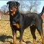 14 - rottweilers