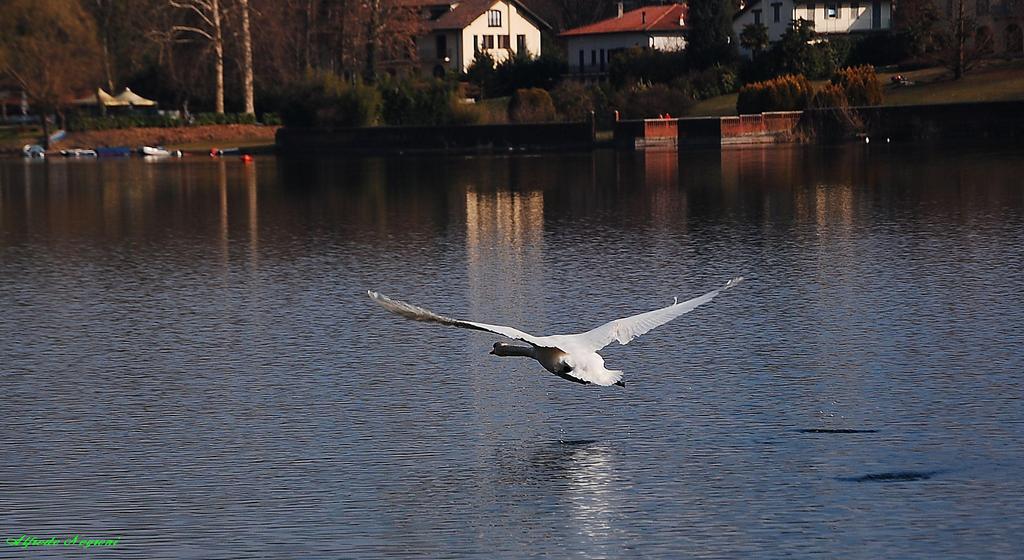 cigno in volo - 