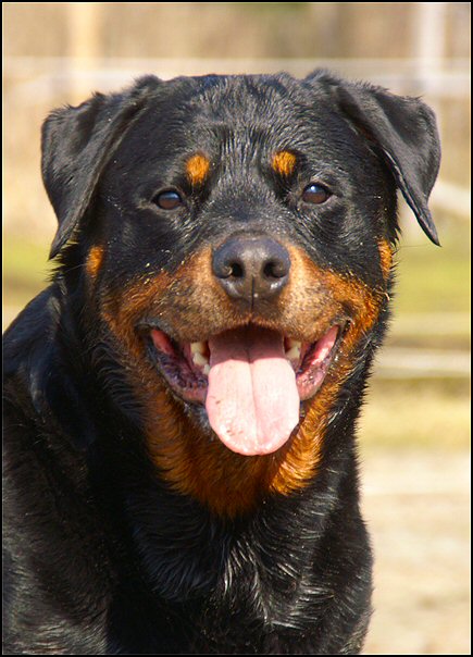 16 rottweilers