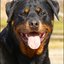 16 - rottweilers