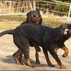 2 - rottweilers