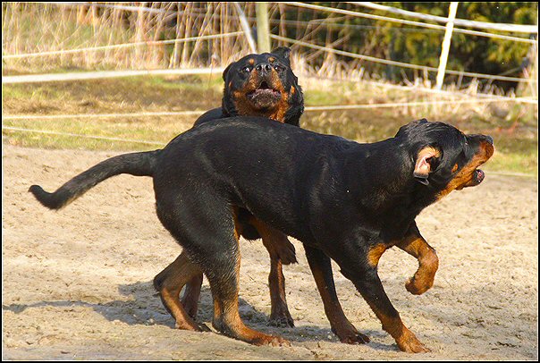 2 rottweilers