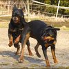 3 - rottweilers