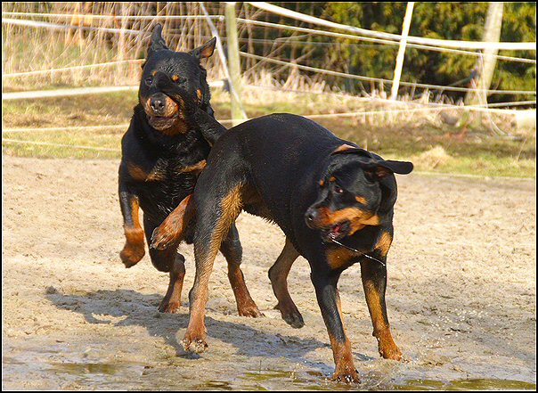 3 rottweilers