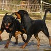 4 - rottweilers