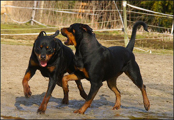4 rottweilers