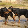 5 - rottweilers