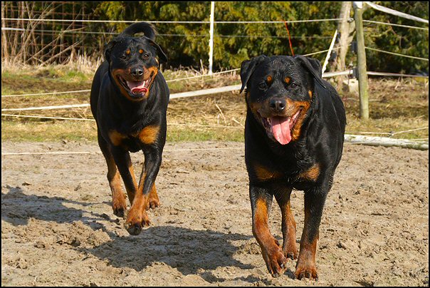 7 rottweilers