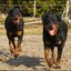 7 - rottweilers