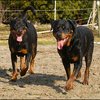 8 - rottweilers