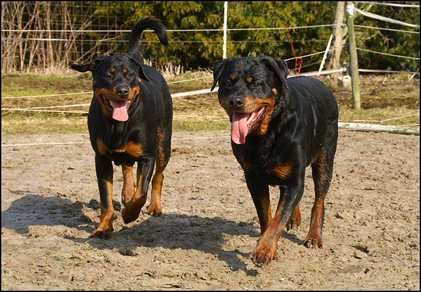 8 rottweilers