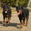 8 - rottweilers