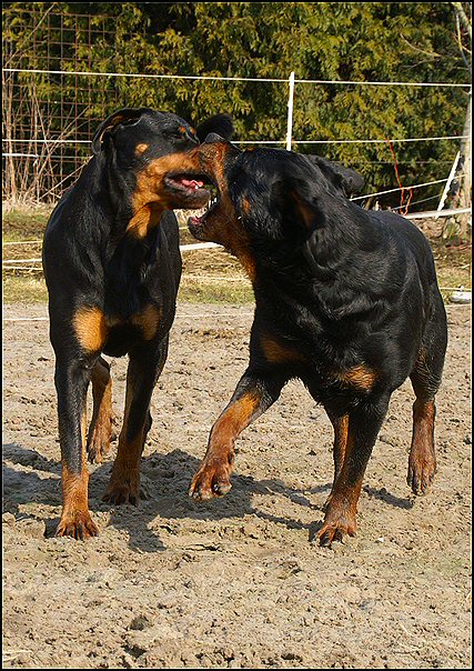 9 rottweilers
