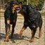 9 - rottweilers