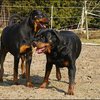 10 - rottweilers