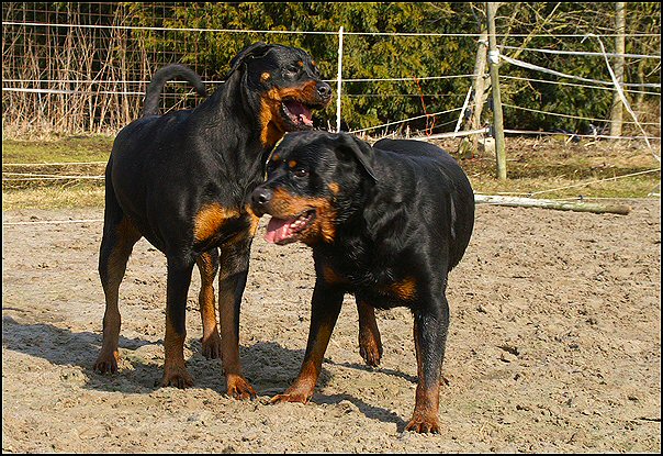 10 rottweilers