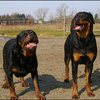 11 - rottweilers