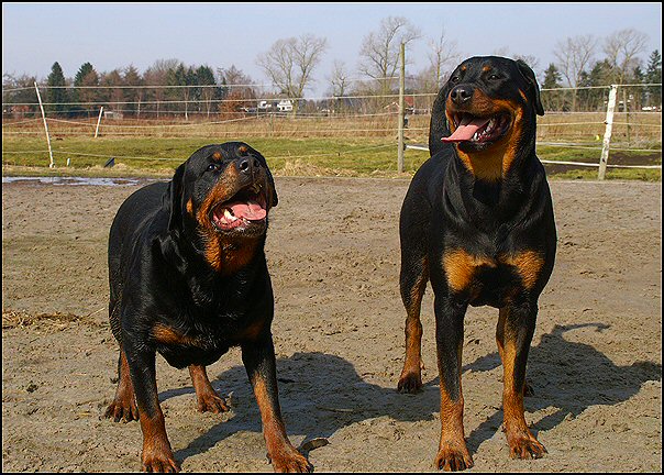 11 rottweilers