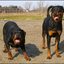 12 - rottweilers