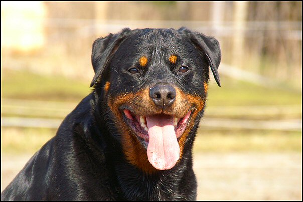 15 rottweilers
