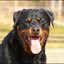15 - rottweilers