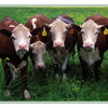 cows - 35mm photos