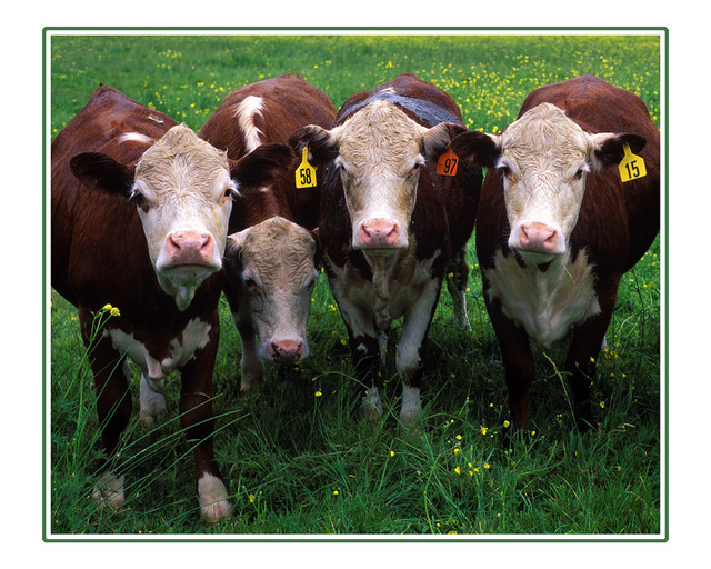 cows 35mm photos