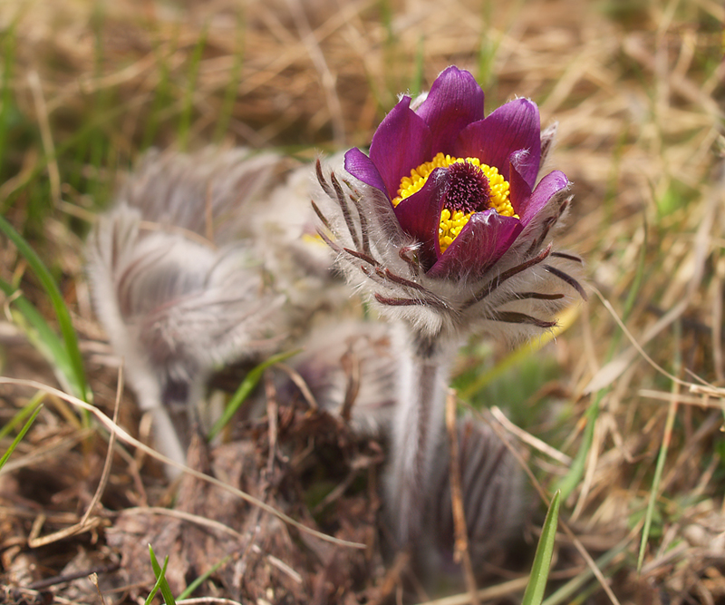 Pulsatilla montana (Hoppe) Rchb. subsp. montana - 