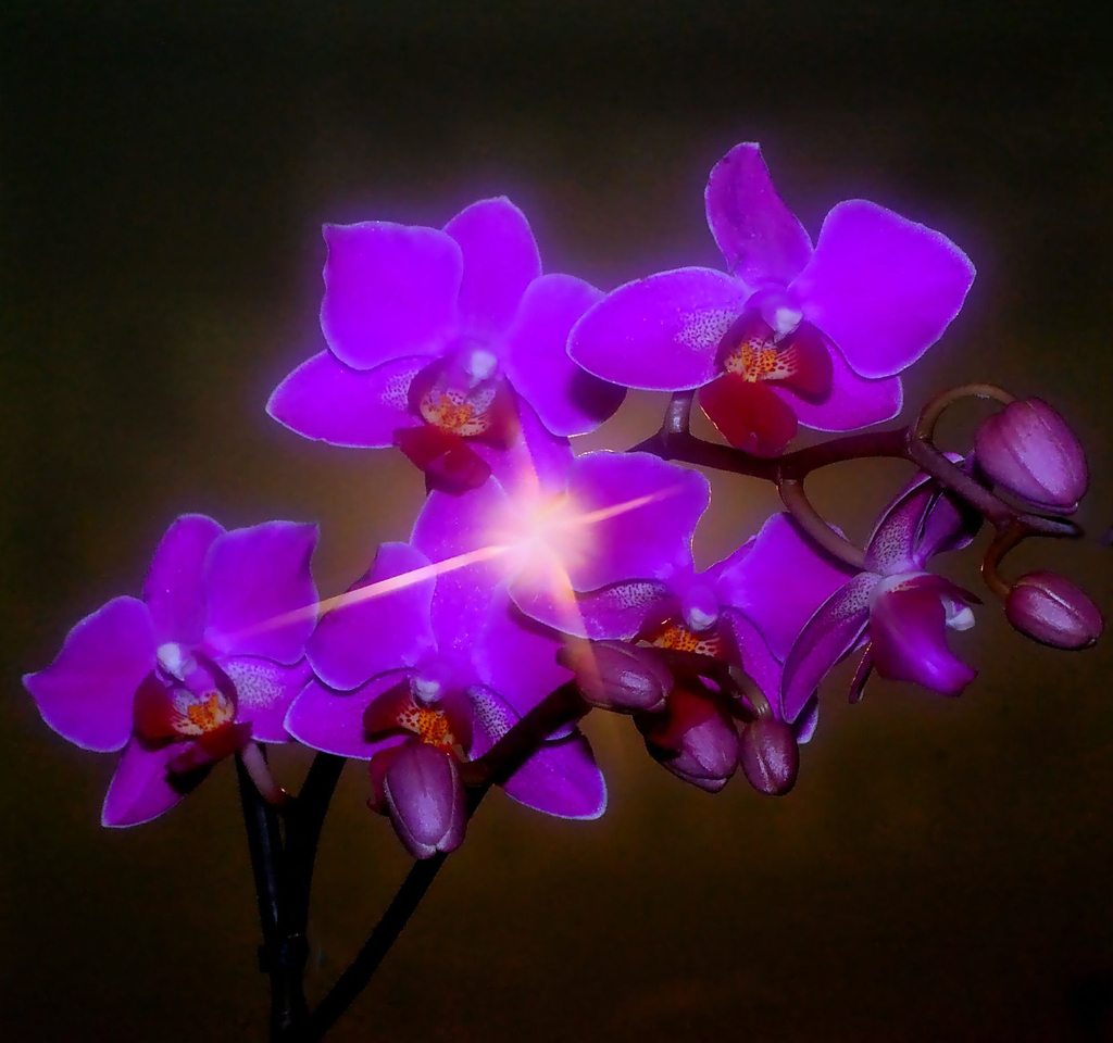 Copia di viola 6 copia - 