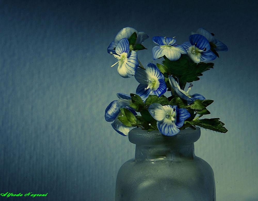 il piÃ¹ piccolo mazzo di fiori..2 - 