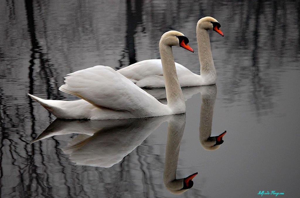 coppia cigni - 