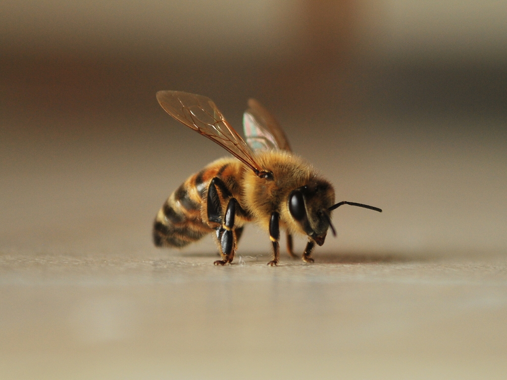 ape rintronata 002 - 