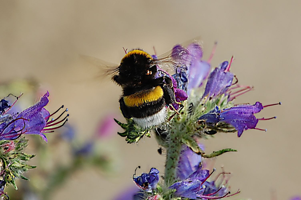 DSC bombo schiena-finale - 