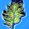 someking blue green - Virus Leaves