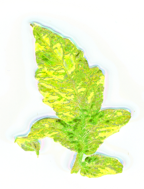 tomato wellspring Virus Leaves