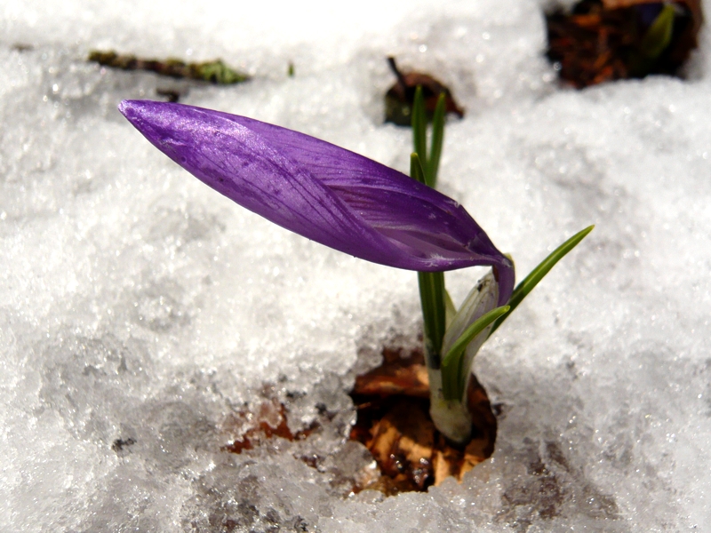 Sboccia la Primavera - 