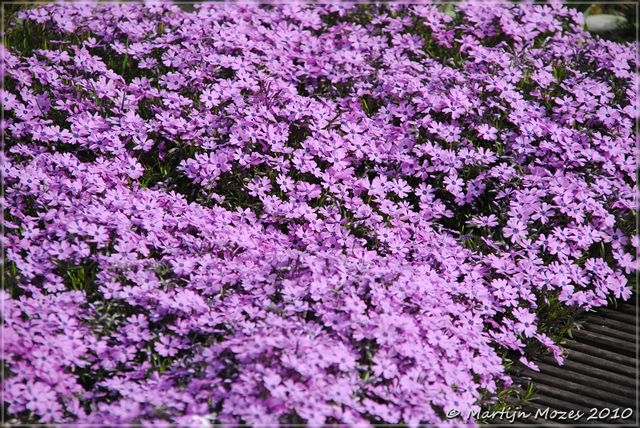 DSC 0848-border Natuurfoto's