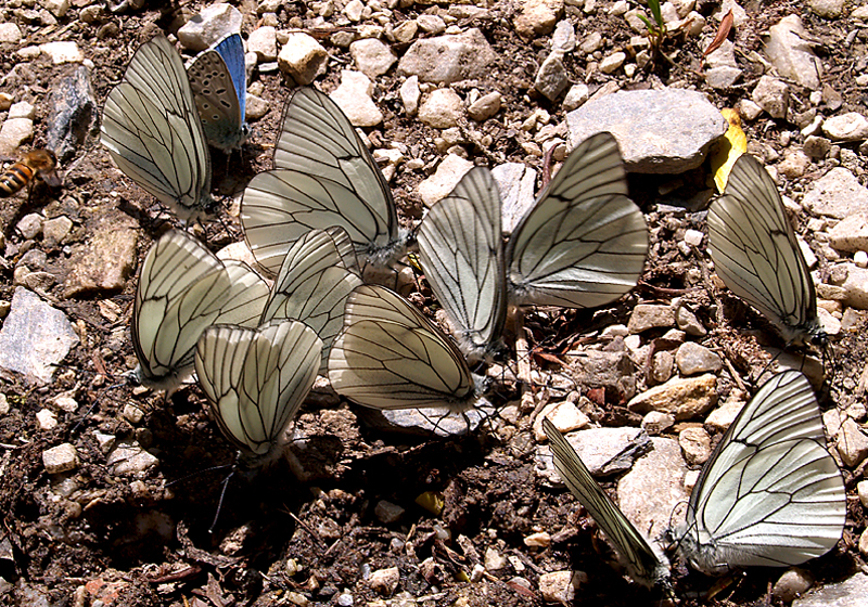 APORIA CRATAEGI,POLYOMMATUS ICARUS  TETTO VIOLIN 1 - 