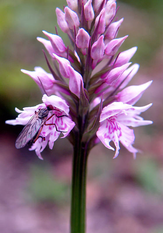 BARDINETO 21-05-06 - 