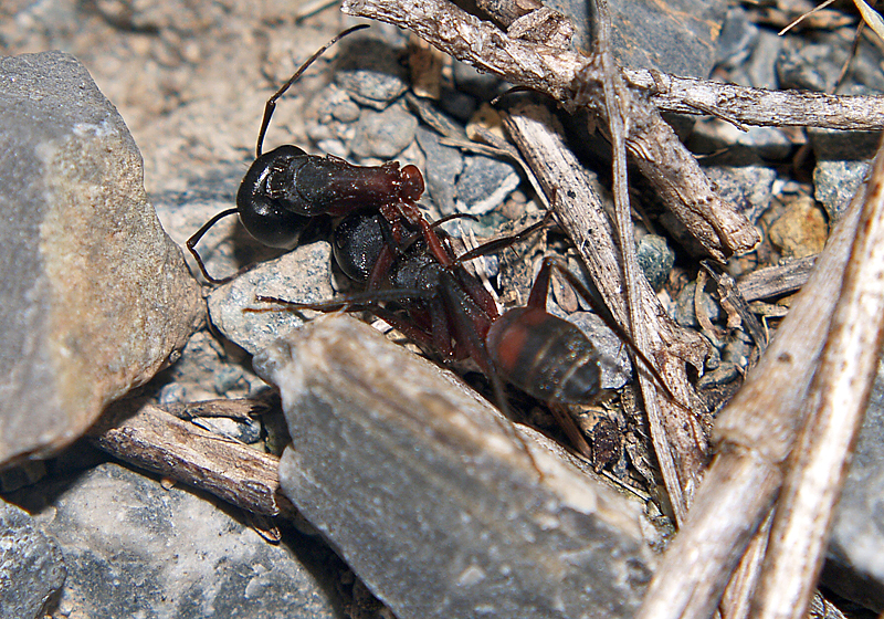 FORMICA1 TOIRANO 25-04-06 - 