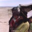 vrouwen in de woestijn irak... - Afghanstan 1971, on the road