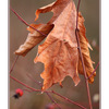 Hanging Leaf - Close-Up Photography