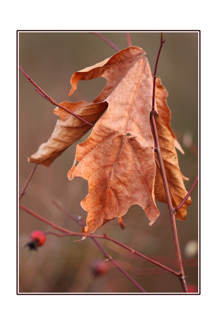Hanging Leaf Close-Up Photography