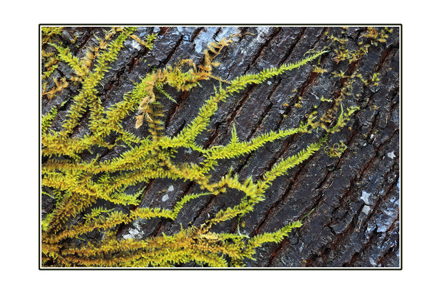 Tree Moss Close-Up Photography