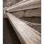 Cathedral Grove fallen tree - Infrared photography